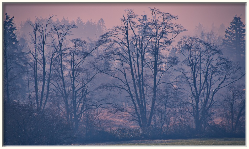 Misty trees framed.jpeg